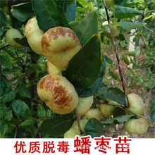 基地批发 潘枣小树苗 果园家庭盆栽地栽苗南北方种植大果蟠枣树苗
