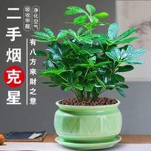 ���~ɏ��ؔ��ֲ��ˮ������ˮ�����_ľ�Ϙ��҃��辰�ٻ�С�Gֲ����