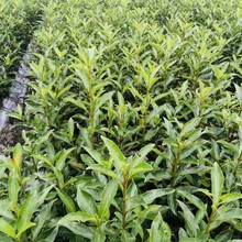 法国冬青树珊瑚树苗绿篱批发庭院绿化耐寒