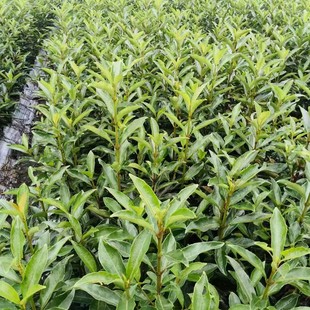 ����������ɺ������G�h���lͥԺ�G���ͺ�