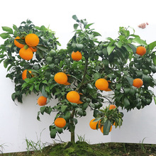 �޽���ɽ�t���ː���28̖38̖�����Ӹ�����ɳ�ǽ۹��������Ե���