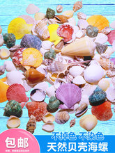 贝壳海螺鱼缸造景装饰小摆件水族箱布景套装龟缸底砂装饰品