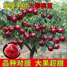 ܇���Ә�����Ҙ����Ϸ������Nֲֲ���԰�����������ش���ҹ���