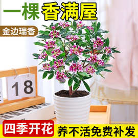 金边瑞香盆栽浓香型带花苞室内好养花卉植物客厅阳台耐寒老桩大苗