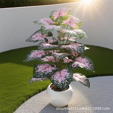 �羳��Ʒ����Gֲ����󱱚W�L����辰�Ҿӿ͏d�b�c��ɫ�ٻ�