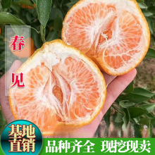 嫁接春见耙耙柑树苗盆栽地栽南方种植柑桔树苗果树苗桔子苗柑橘苗
