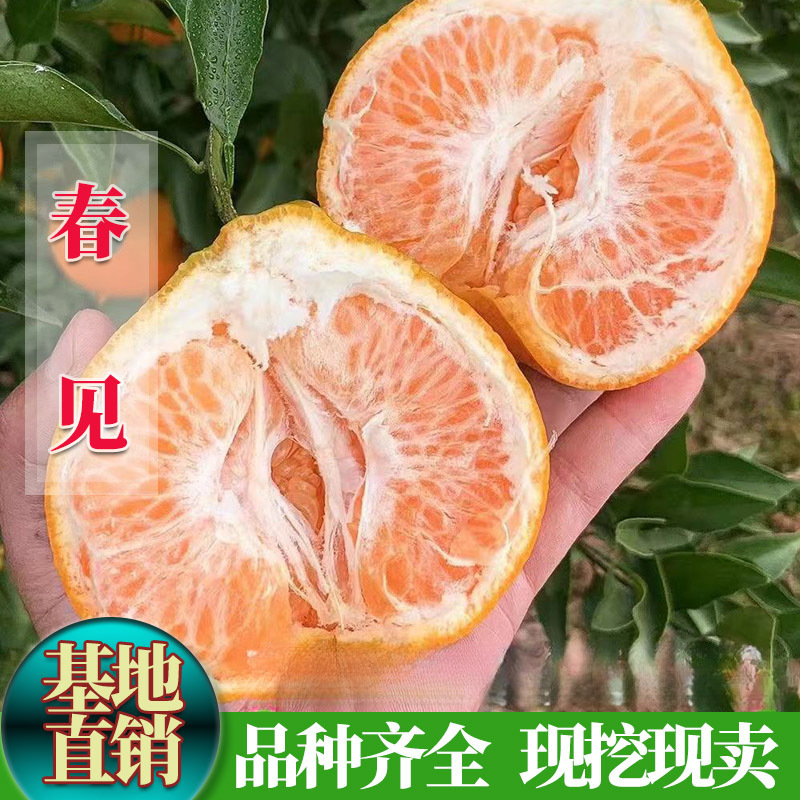 嫁接春见耙耙柑树苗盆栽地栽南方种植柑桔树苗果树苗桔子苗柑橘苗