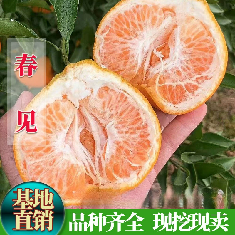 Посаженные весенние саженцы мандарина для посадки в горшках или на грунте в южных районах, саженцы цитрусовых, саженцы плодовых деревьев, саженцы апельсинов, саженцы мандарина.