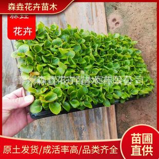 �ļ�����Ѩ�P�� �󻨺��ľG�~�t�~�t���[��С�^�ļ�����Ѩ�P��