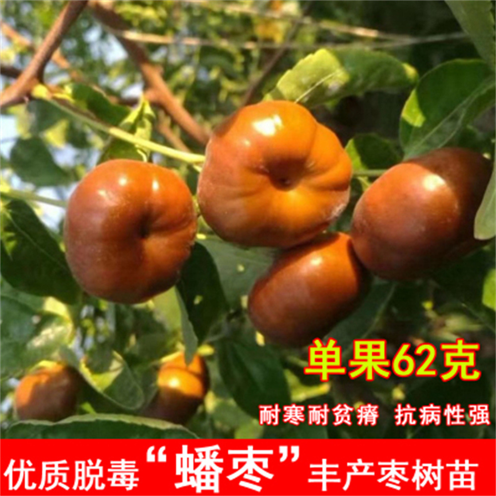 油蟠粹枣二代蟠枣蟠一号树苗南北方盆栽地栽甜脆多汁新品种蟠枣苗