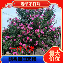 һ�����lľ�Ș����ͺ��͟�����ͥԺ�G���ذ깤����h����ľ������