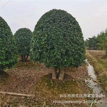 批发8-20cm公分湖南杨梅树 移栽丛生杨梅树的价格 量大价格优惠