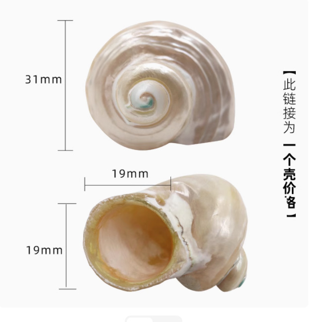寄居蟹替换壳~房子大号小号天然贝壳海螺壳摆件装饰鱼缸造景备用|undefined