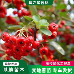 ����������lС�^���̾G����ľ�ر�ɫ�K�^�pֲ�����Ի������