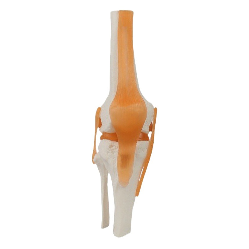 機能関節コレクション人間の関節モデル教育機器教育デモンストレーション用品関節骨格卸売