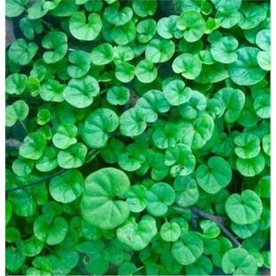 �R���N�Ӳ��Ѳ�ƺ�N��С���X���~�X�ݷN���ļ������͸ߜؾG��