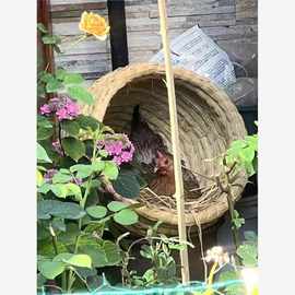 下蛋鸡窝草编母鸡室外过冬保暖窝稻草巢芦丁鸡窝鹦鹉保暖窝垒德株