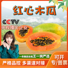【嚴選】廣西紅心牛奶木瓜 代發2/9斤冰糖心萬壽果新鮮水果番木瓜