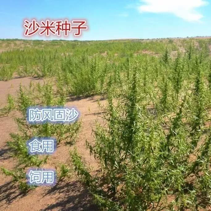 Оптовая продажа семян песчаного риса, семян пастбищ, пескостойких семян, песчаной травы, сетчатых семян песчаного риса, мелких частиц, длинных стеблей, увлажняющих.
