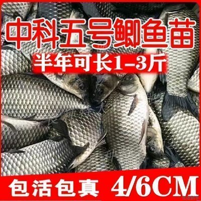 Аутентичный Zhongke № 5 проект малька карася карась пресноводная культура белый амур малька карп цветок толстолобик пакет живой