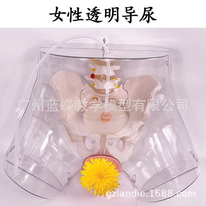 �߼���Ů��͸������ģ�͹೦ҽѧ�õ���������ģ���°�����������