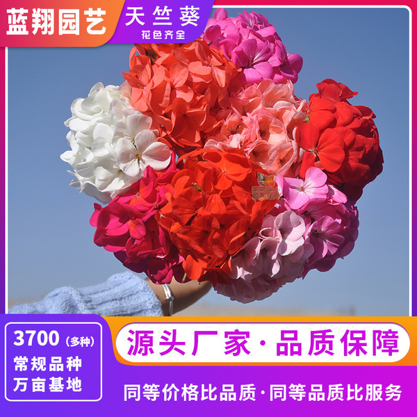 Source Supply Geranium Seeds Mosquito Repellent Balcony Easy-to-Grow…
