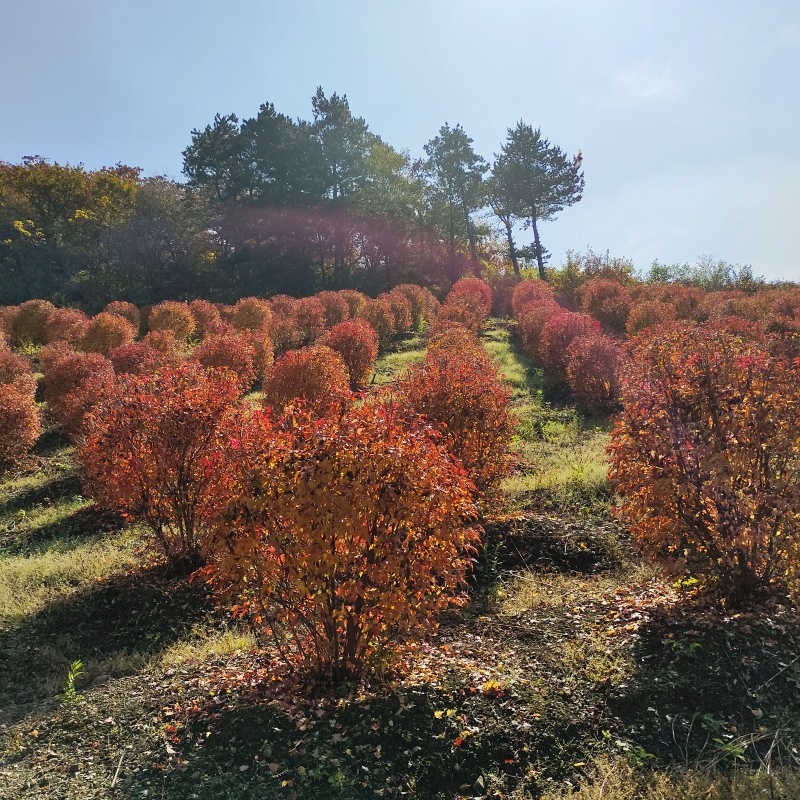 五角枫球 五角枫定杆球 耐寒乔木 行道树景区绿化球类 小苗杯苗