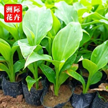 ˮ�����˽�  ���@�@�֝�ؾG�����^����  �޸�������ľ  ͦˮֲ��