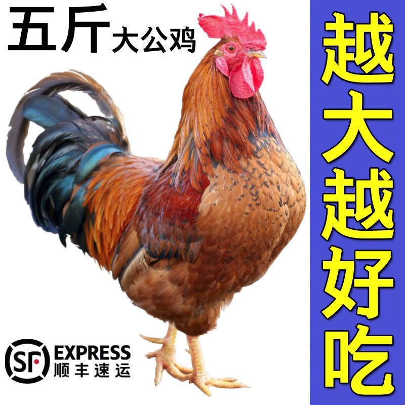【放し飼い2年雄鶏】本場田舎の雄鶏、生鶏、地鶏、薪鶏、放し飼い鶏|undefined