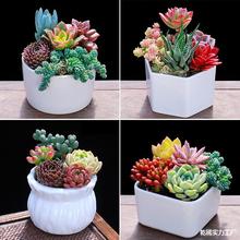 �k����������ֲ����ϼҲݲ�С���B�����ݲ��҃�С�;G���Ե��k��