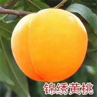 �޽��Ҙ��� �\���S���� �S����4̖�Ҙ��� �S�Ҙ�������Së�ҹ���