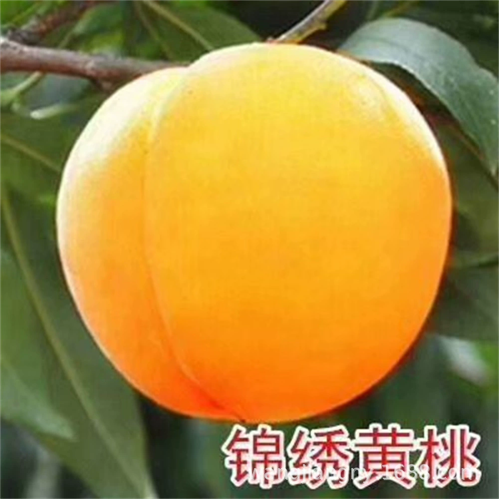 Привитые Рассада персикового дерева Великолепная рассада желтого персика Золотой мед No.4 Рассада персикового дерева Рассада желтого персика