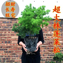 &��Ф�����՚�����ȩ����B�׻��k���҃����R��ֲ���ļ�����Gֲ*