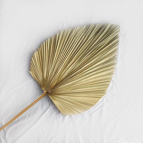 Palm Leaf Fan Manufacturer, Dry Palm Grass Home Wedding Decor Large Palm Fan Palm Leaves Plant Dry Flower Palm Leaf