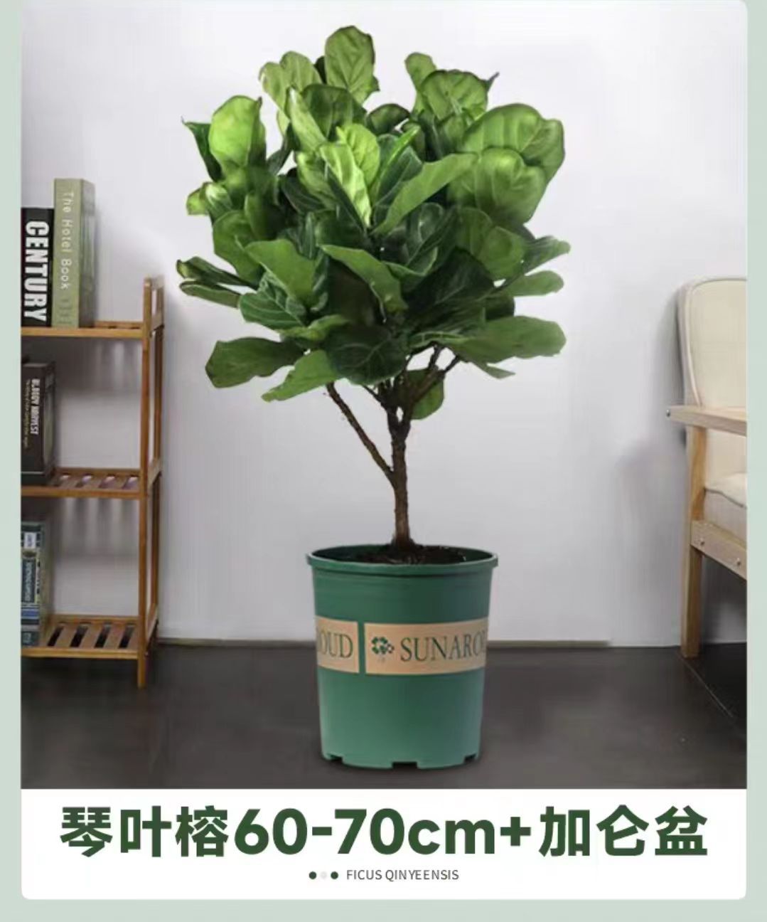 Qinye Banyan planta verde sala de estar gran planta en maceta árbol de goma planta de hoja grande oficina absorbe formaldehído, fácil de cultivar flores