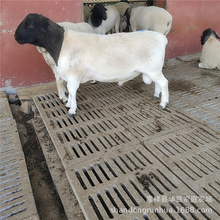 Sҳ۶Ųdxڰ^ŲdNLݿ삀w