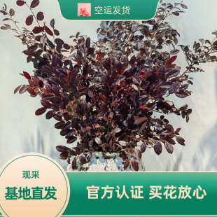 Yunnan Straight Hair Season Red Cypress Leaf Material Fresh Cut Woody Flowers Forest Wedding Wedding Niche Flower Material Wholesale