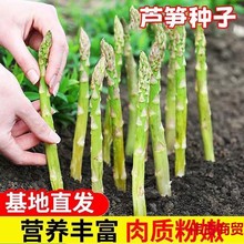 芦笋种子四季种植蔬菜进口绿芦笋种籽抗热耐寒高营养蔬菜种子