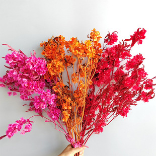 ����ӭ�Ͷ��������������ɻ���c�Ҿ��b[�����������b���