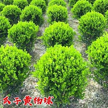 С�~�����S���������~�S��ͥԺ�ͺ��ļ�����G���h��ֲ�ﶬ����