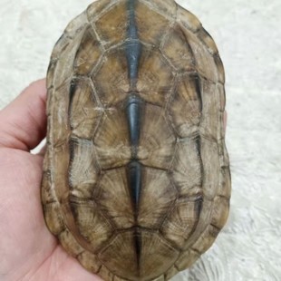 ��ș�������������������]�������������� ����