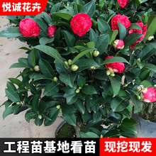 山茶花苗园林工程绿化花木色块绿篱植物庭院观赏花盆栽山茶花小苗