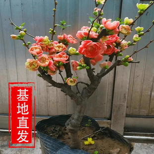 ���Ļ����Ԙ��玧�����辰�ذ��Ϙ�ͥԺ�Gֲ���҃��_���ܺ��B