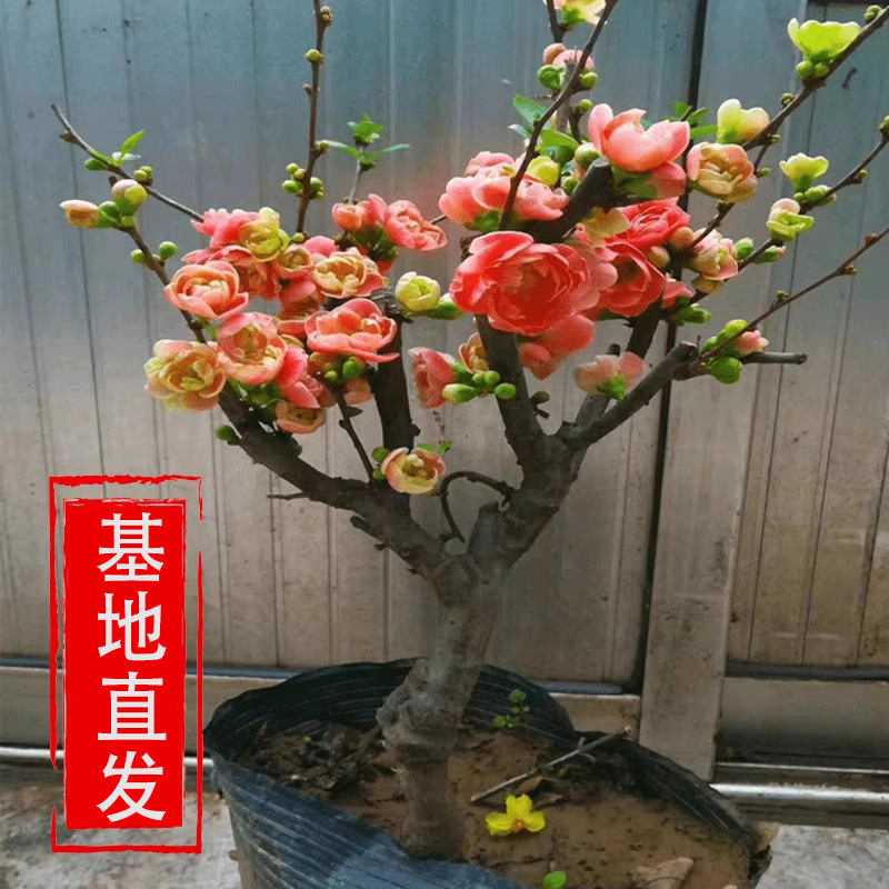 海棠花盆栽树苗带花苞盆景重瓣老桩庭院绿植物室内开花卉好养