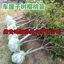 嫁接樱桃树苗特大樱桃树带土球庭院地栽盆栽南方北方种植当年结果