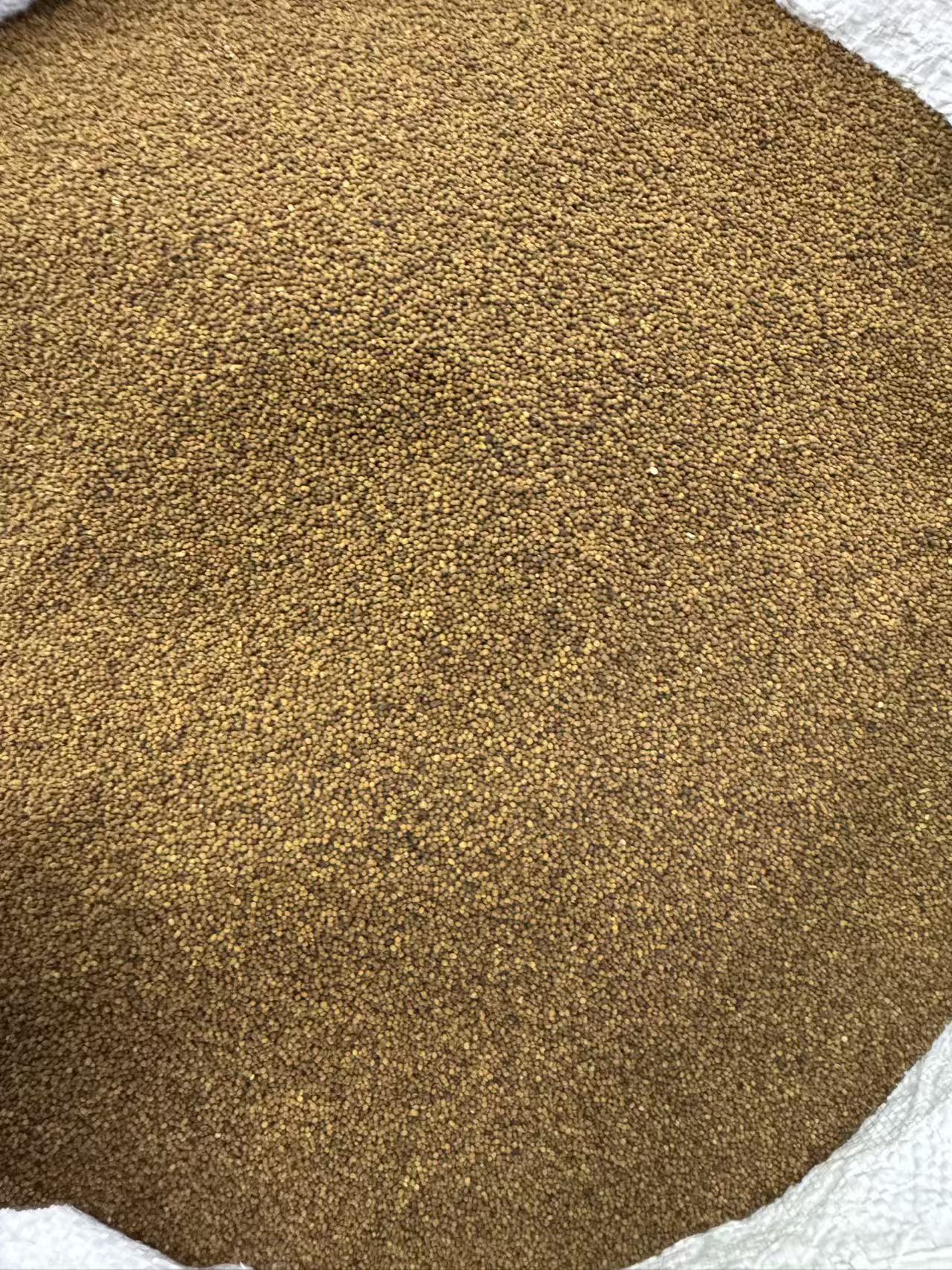 Inner Mongolia Cuscuta Dodder Seed Tu Si Zi Whole Herb Tea 1000g Bag in use