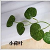 Begonia