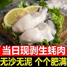 【高品质】新鲜生蚝肉鲜活现剥去壳海鲜即食原浆海蛎子牡蛎肉包邮