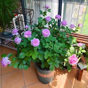 ��֭�̨�¼����玧�����ļ��_�������������̨��ľõ�廨���