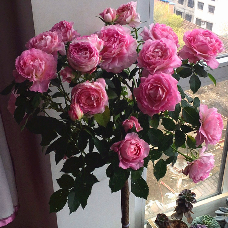 포세이돈 킹 발코니 꽃 계속